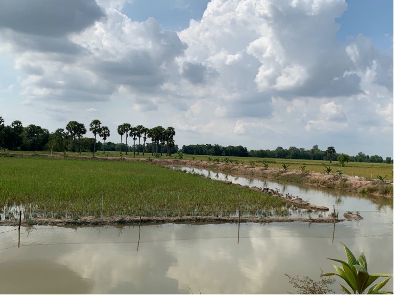 正在进行技术示范的柬埔寨稻田罗氏沼虾养殖