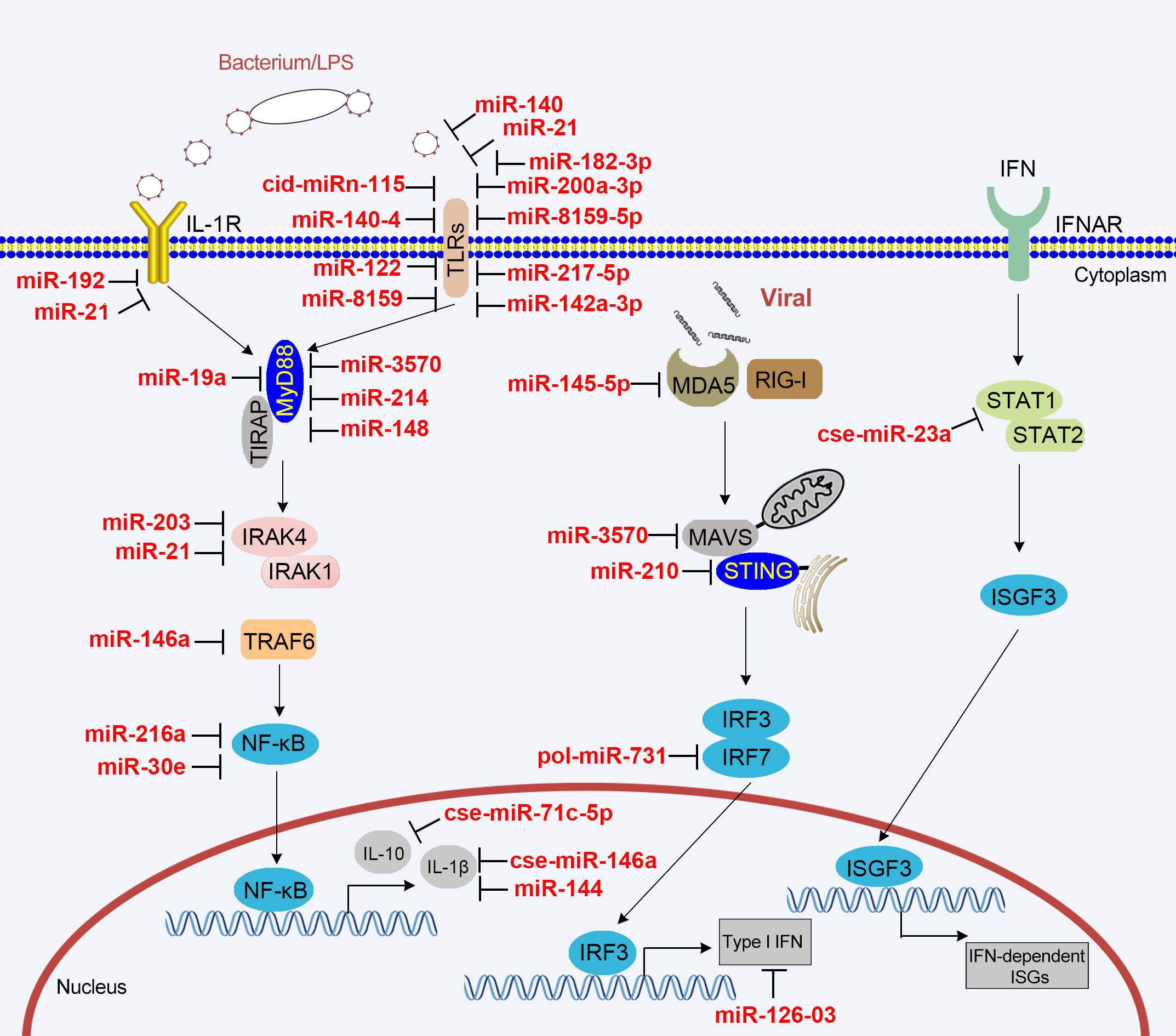 鱼类microrna调控先天性免疫信号通路的分子机制